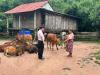 Quảng Trị: Gần 6 tỷ đồng hỗ trợ bà con DTTS Ma Coong phát triển kinh tế