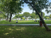 Vụ khách Tây rơi nhẫn, người dân đổ xô tìm giúp ở Huế: Bất ngờ giá trị thật của chiếc nhẫn