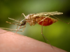 240.000 ca mắc Chikungunya toàn cầu, nhiều quốc gia gửi cảnh báo tới người dân