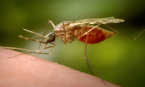 240.000 ca mắc Chikungunya toàn cầu, nhiều quốc gia gửi cảnh báo tới người dân