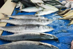 5 loại cá biển hoang dã, không thể nuôi nhân tạo, thịt rất ngon và bổ dưỡng, người dân vùng biển thường xuyên ăn!