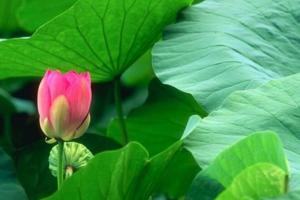 Việt Nam có loại lá dân dã, dùng pha nước uống giúp “quét sạch” mỡ máu, cực tốt cho gan