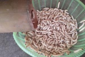 3 món đặc sản ngọ nguậy của Việt Nam khiến du khách nước ngoài khóc thét, người Việt lại mê tít