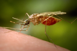 240.000 ca mắc Chikungunya toàn cầu, nhiều quốc gia gửi cảnh báo tới người dân