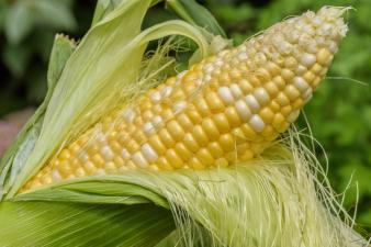 Bộ phận của ngô được Trung Quốc ví như “báu vật”: Giúp lọc mỡ máu tự nhiên, người Việt Nam dùng từ xưa