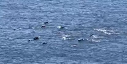 Đàn cá heo nhảy múa trước du khách ở danh thắng Mũi Điện