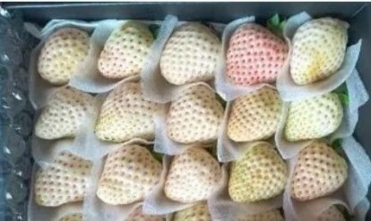 Dâu Bạch Tuyết tràn ngập chợ mạng, giá rẻ bất ngờ