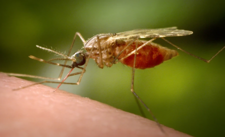 240000-ca-mac-chikungunya-toan-cau-nhieu-quoc-gia-gui-canh-bao-toi-nguoi-dan-1018.html