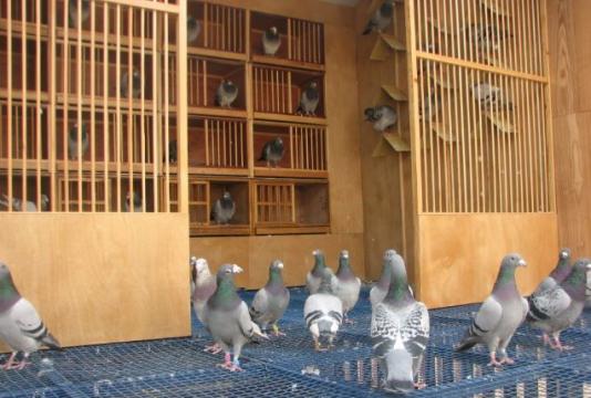 Mua nhà 8,5 tỷ đồng, 7 năm sau mới “ngã ngửa” vì nhà mất giá hơn 1 tỷ: Người đàn ông đòi môi giới hoàn tiền vì không ai nói tôi sống dưới… 2 chuồng bồ câu