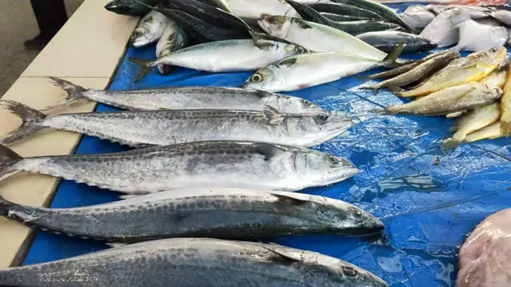 5 loại cá biển hoang dã, không thể nuôi nhân tạo, thịt rất ngon và bổ dưỡng, người dân vùng biển thường xuyên ăn!