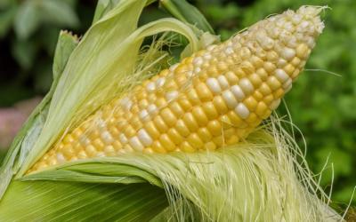Bộ phận của ngô được Trung Quốc ví như “báu vật”: Giúp lọc mỡ máu tự nhiên, người Việt Nam dùng từ xưa