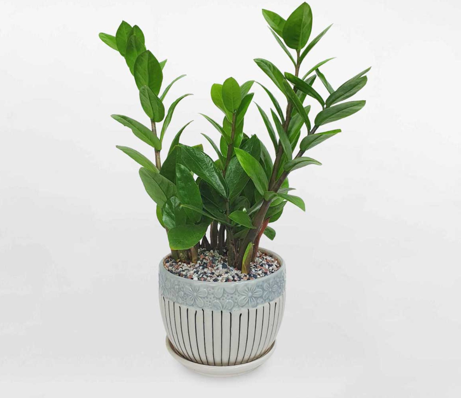 Người mệnh Mộc chỉ cần trồng 1 trong 5 loại cây này