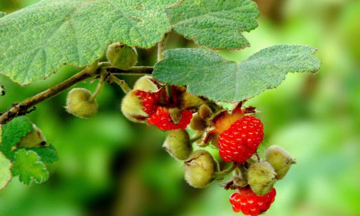 Uống nước cây mâm xôi có tác dụng gì? Trà mâm xôi mua ở đâu?