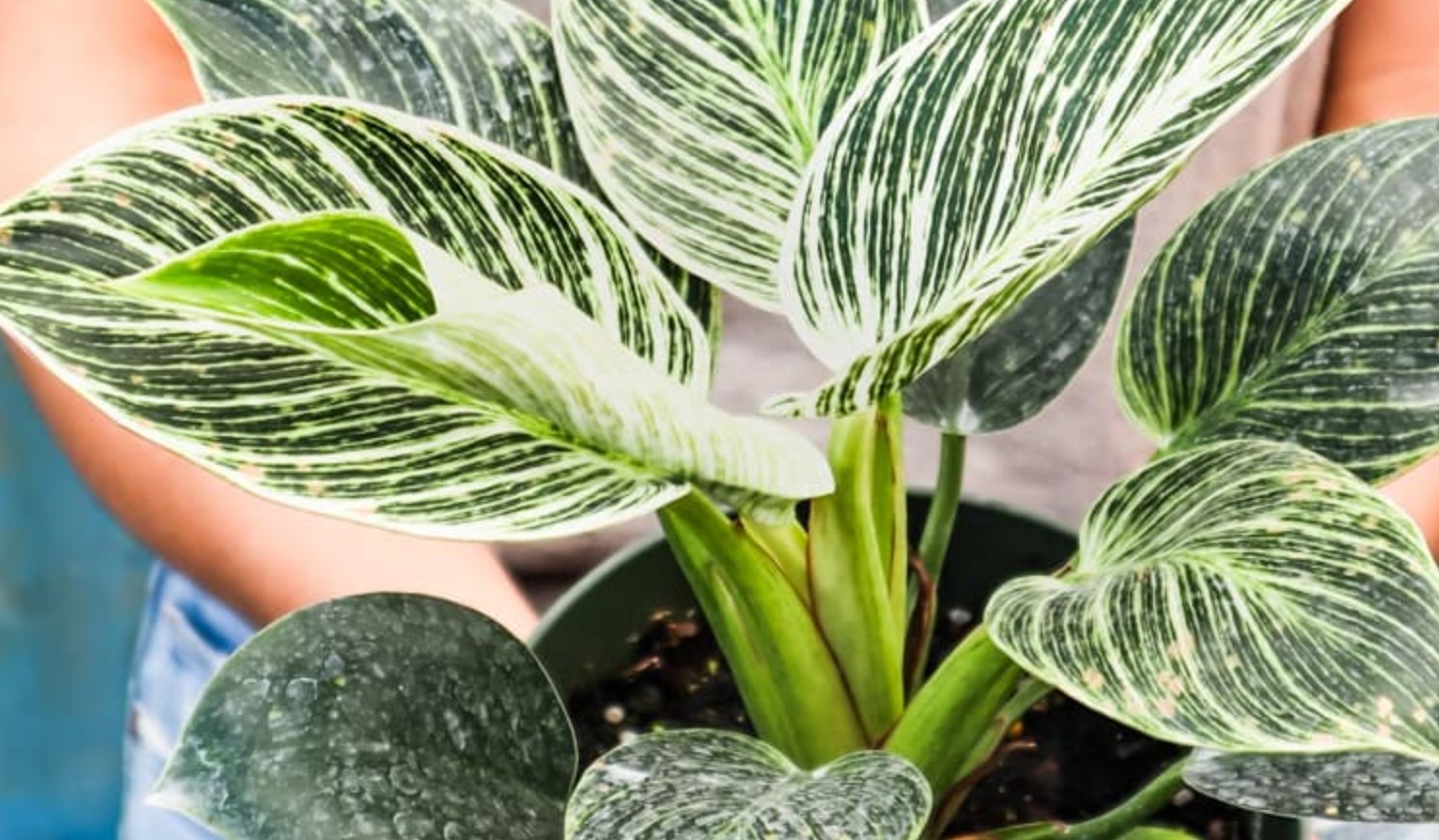 2 loại cây cảnh tưởng bình dị nhưng là báu vật người giàu thích mê: Không chỉ đẹp, còn là biểu tượng hút tài lộc