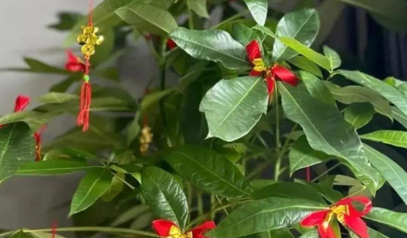 Tu 3 kiếp mới thấy 4 cây cảnh nở hoa: Điềm báo trúng số, gia chủ may túi ba gang mà hốt tiền!