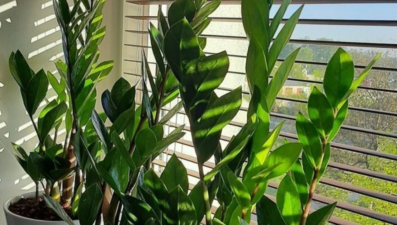 Cây “thần phong thủy”, nhà giàu châu Á mê như bị bỏ bùa