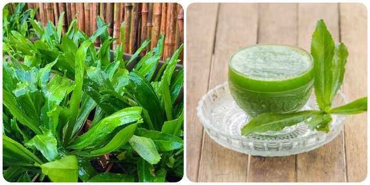 Nước lá mùi tàu có tác dụng chữa bệnh gì?