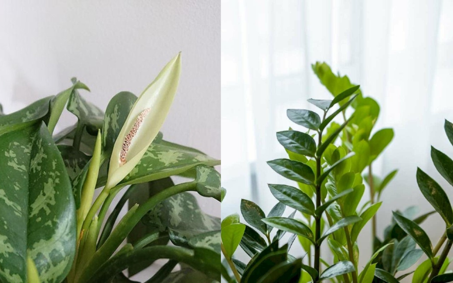 Ông bà bảo trồng 3 cây này: Hết lúa Chúa lại ban, hết tiền Tiên lại cứu