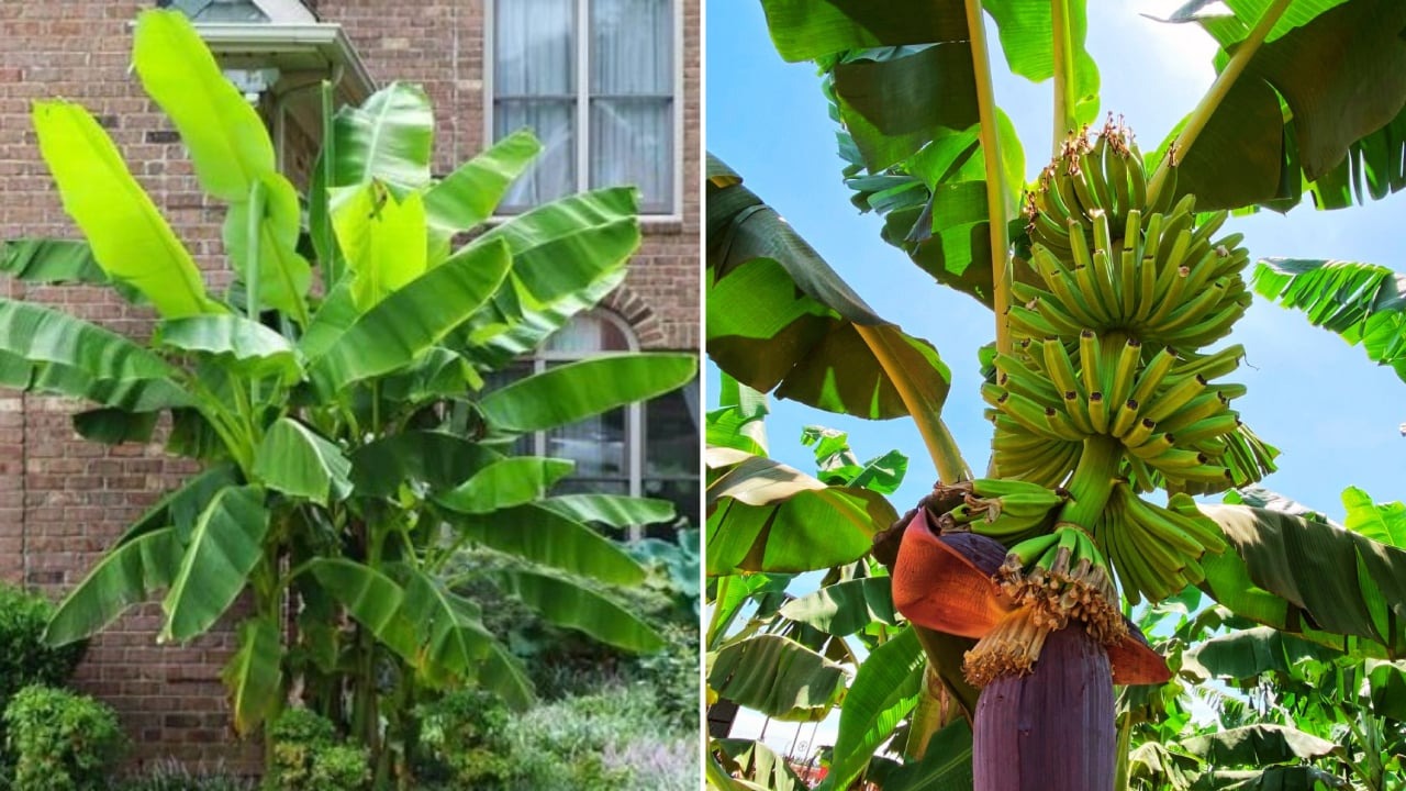 Ông bà dặn trước sân không trồng 3 cây, trong nhà không treo 3 vật