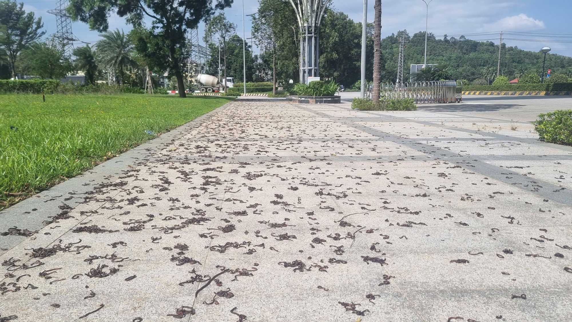 Quảng Ngãi: Hiện tượng kỳ lạ khi hàng ngàn con giun trồi lên mặt đất