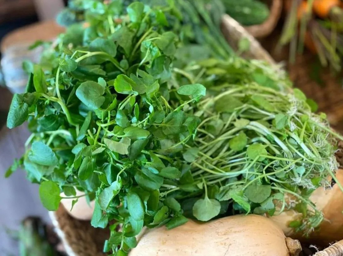 CDC Mỹ bình chọn loại rau duy nhất đạt 100/100 điểm về xếp hạng bổ dưỡng CDC Mỹ bình chọn loại rau duy nhất đạt 100/100 điểm về xếp hạng bổ dưỡng