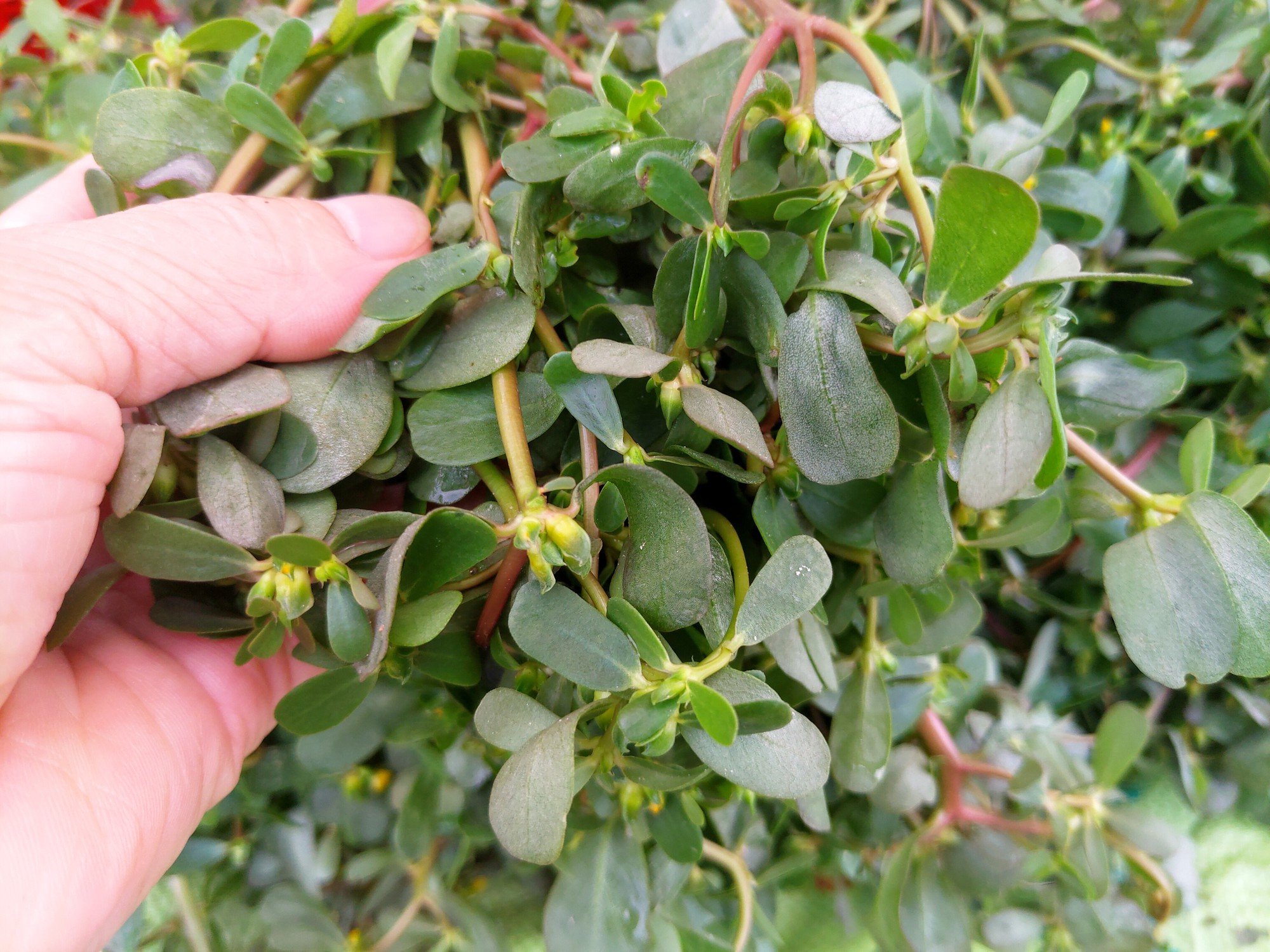 Loại rau người Trung Quốc coi là rau trường thọ: Mọc đầy Việt Nam nhưng hay bị nhổ bỏ