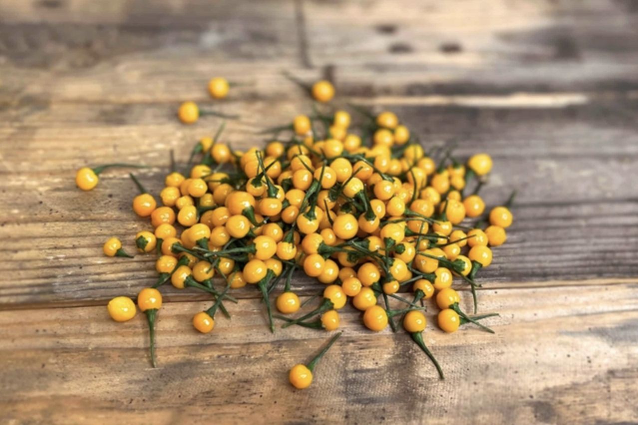 Việt Nam trồng được loại gia vị đắt nhất hành tinh, lên tới hơn 900 triệu/kg