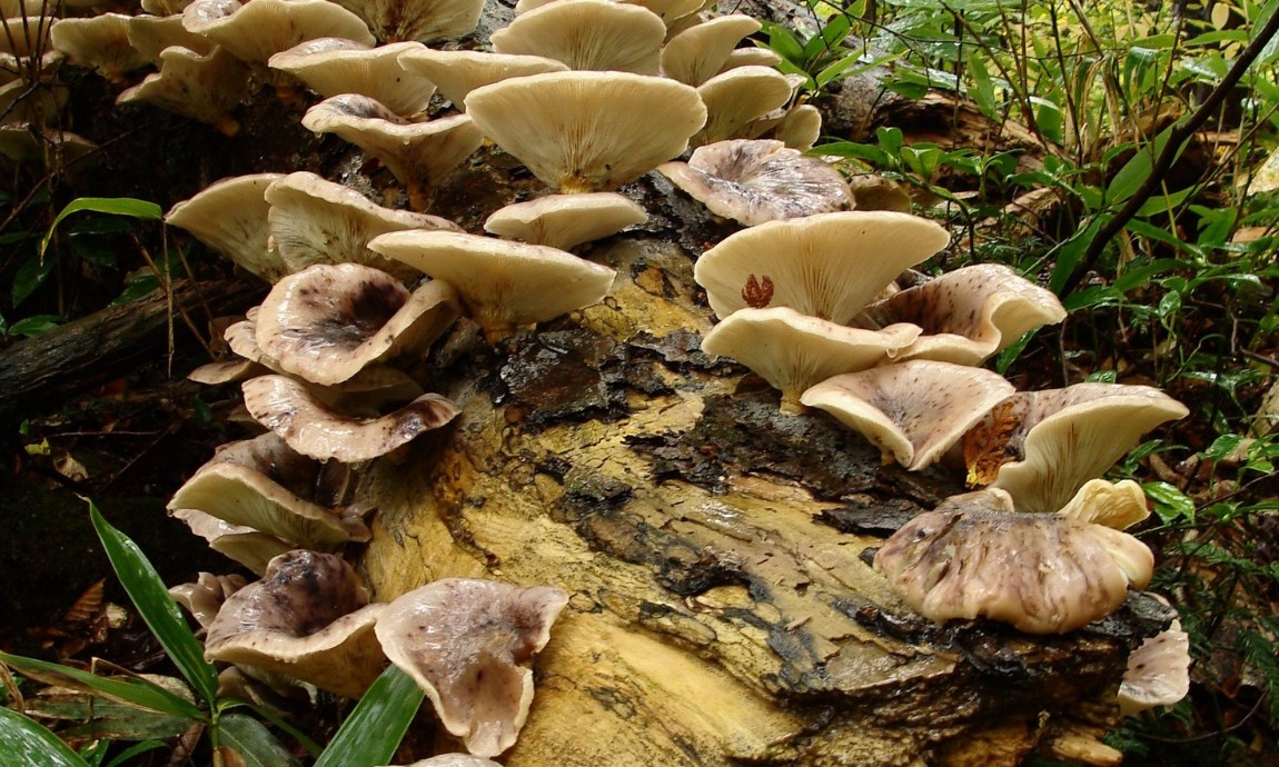 Tin lời AI, người đàn ông suýt mất mạng vì ăn nhầm nấm độc