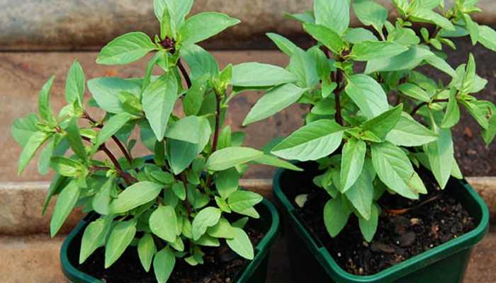 3 loại rau Việt Nam có sẵn, dễ trồng: Đuổi muỗi hiệu quả không ngờ tới