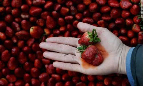 Loại quả “ngậm thuốc trừ sâu” nhiều nhất, có cho cũng đừng ăn