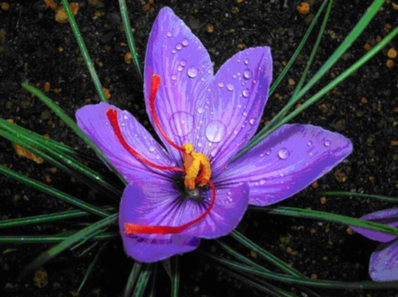 Loại cây cho nhụy hoa đắt bậc nhất hành tinh, Việt Nam trồng thành công: Cực tốt cho sức khỏe