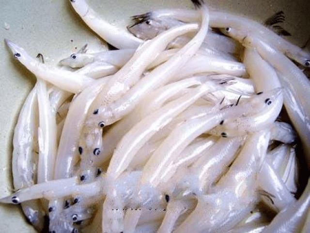 Việt Nam có loại cá đại bổ, được ví là sâm nước, thịt ngọt như mì chính lại không xương