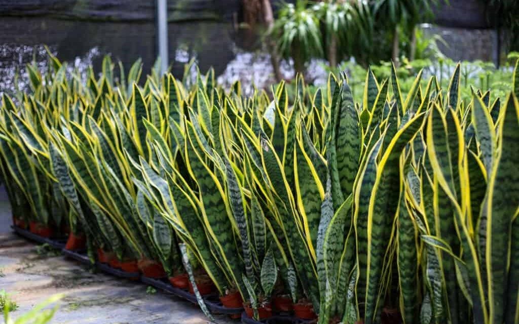 5 Lọai cây lọc không khí ' gọi lộc ' giúp không gian sống thêm may mắn