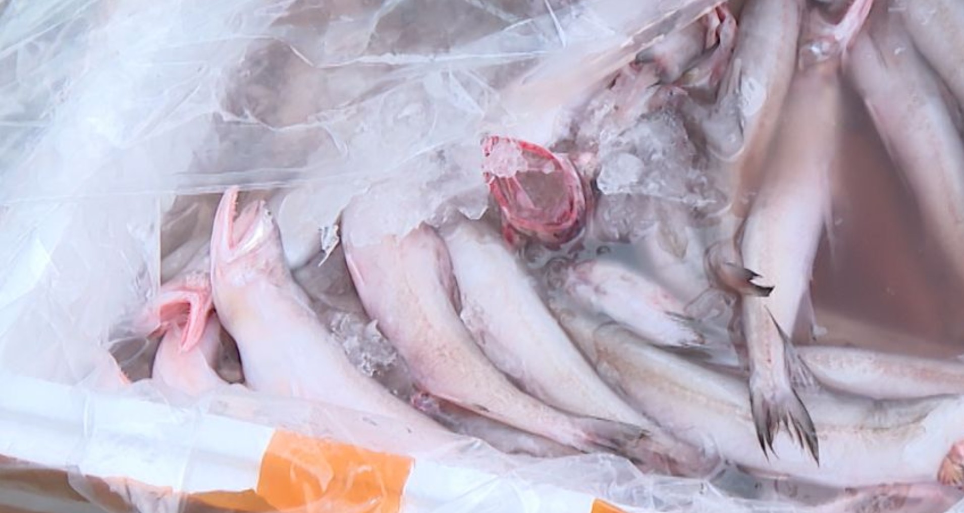 Phát hiện hơn 10 tấn cá khoai tẩm formol độc hại tại thanh hóa