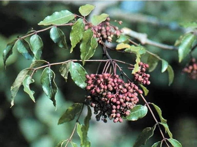 Quả rừng Tây Bắc từng chín rụng không ai nhặt, nay thành đặc sản lạ miệng giá 300.000 đồng/kg