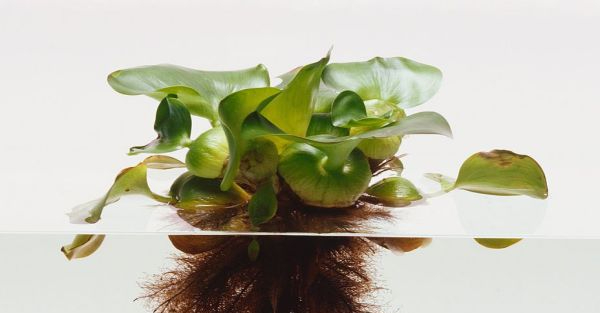 Muỗi sẽ vào nhà nếu bạn trồng 4 lọai cây quen thuộc này