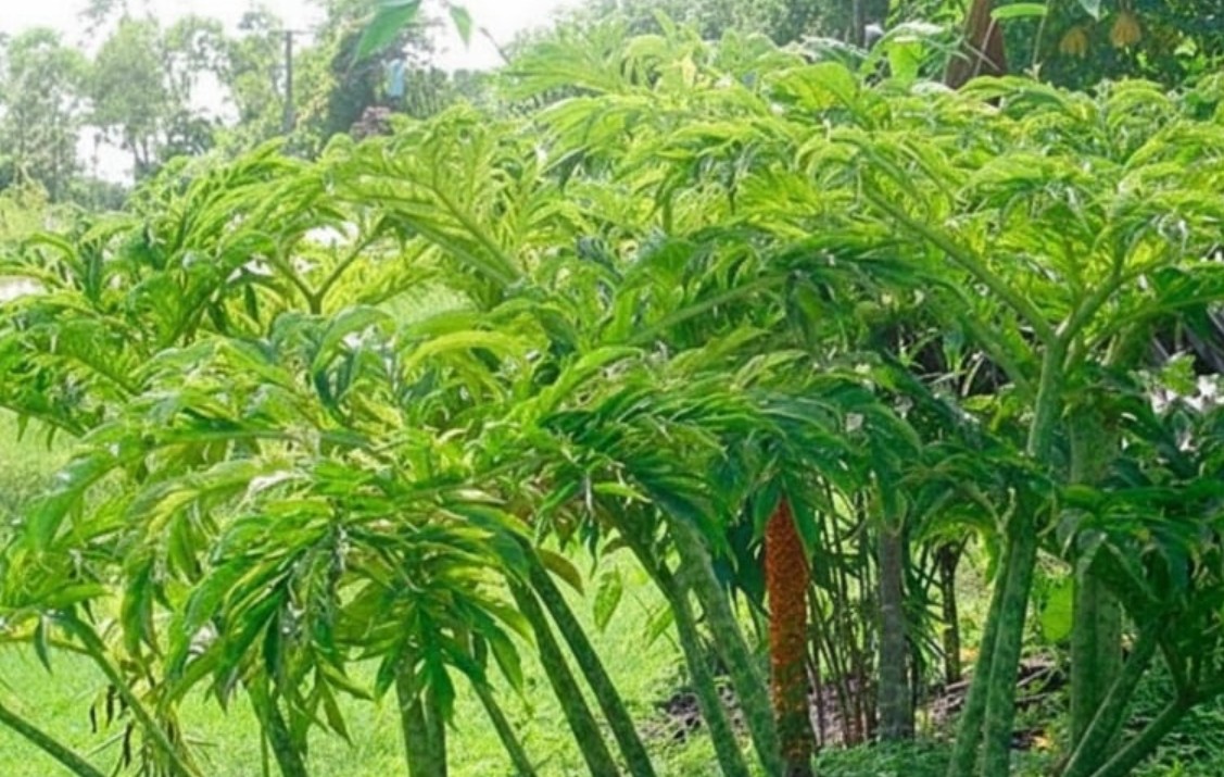 Cây dại ven bờ mương từng chỉ người nghèo mới ăn, nay thành đặc sản lạ giá 60.000 đồng/kg