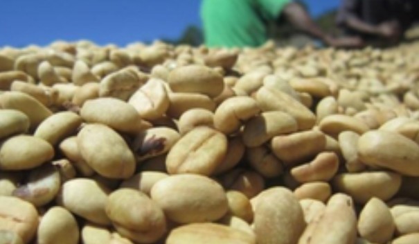 Cà phê Việt Nam đạt kim ngạch xuất khẩu kỷ lục 8 tỷ USD trong 35 năm qua