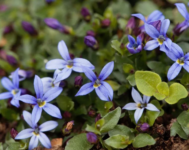 5 Lọai cây không nên trồng trong vườn ngay cả khi được cho miễn phí