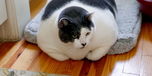 Trung Quốc cố gắng giảm cân cho mèo béo