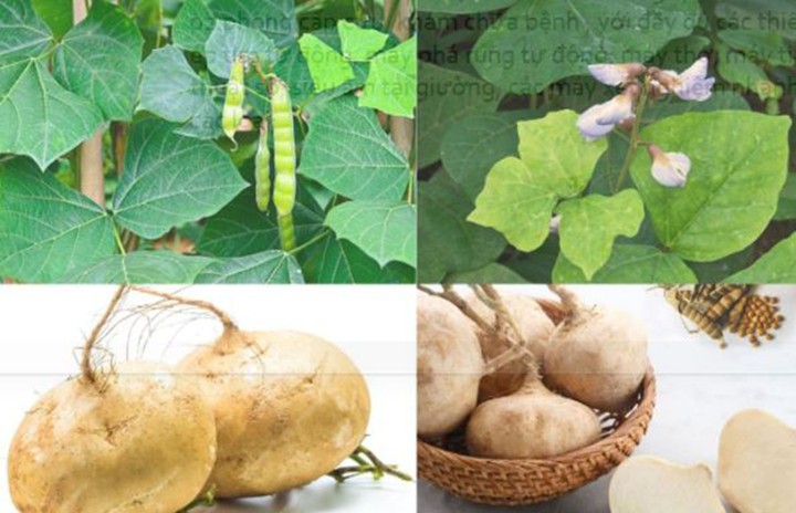 Hạt củ đậu chứa độc tố nguy hiểm ai cũng cần biết để bảo vệ sức khỏe