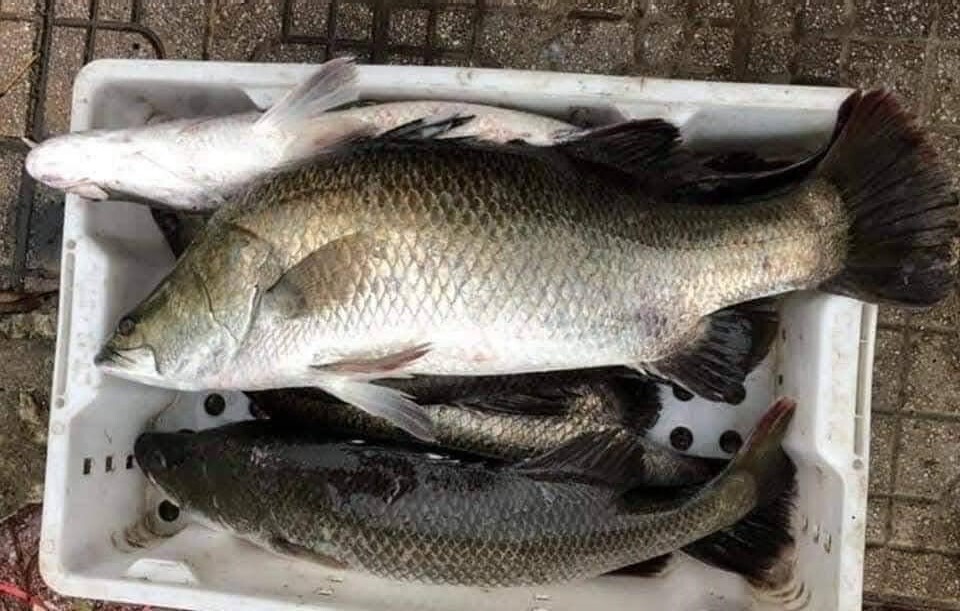 3 Lọai cá tốt cho trí não dễ tìm tại chợ Việt mà bạn chưa biết