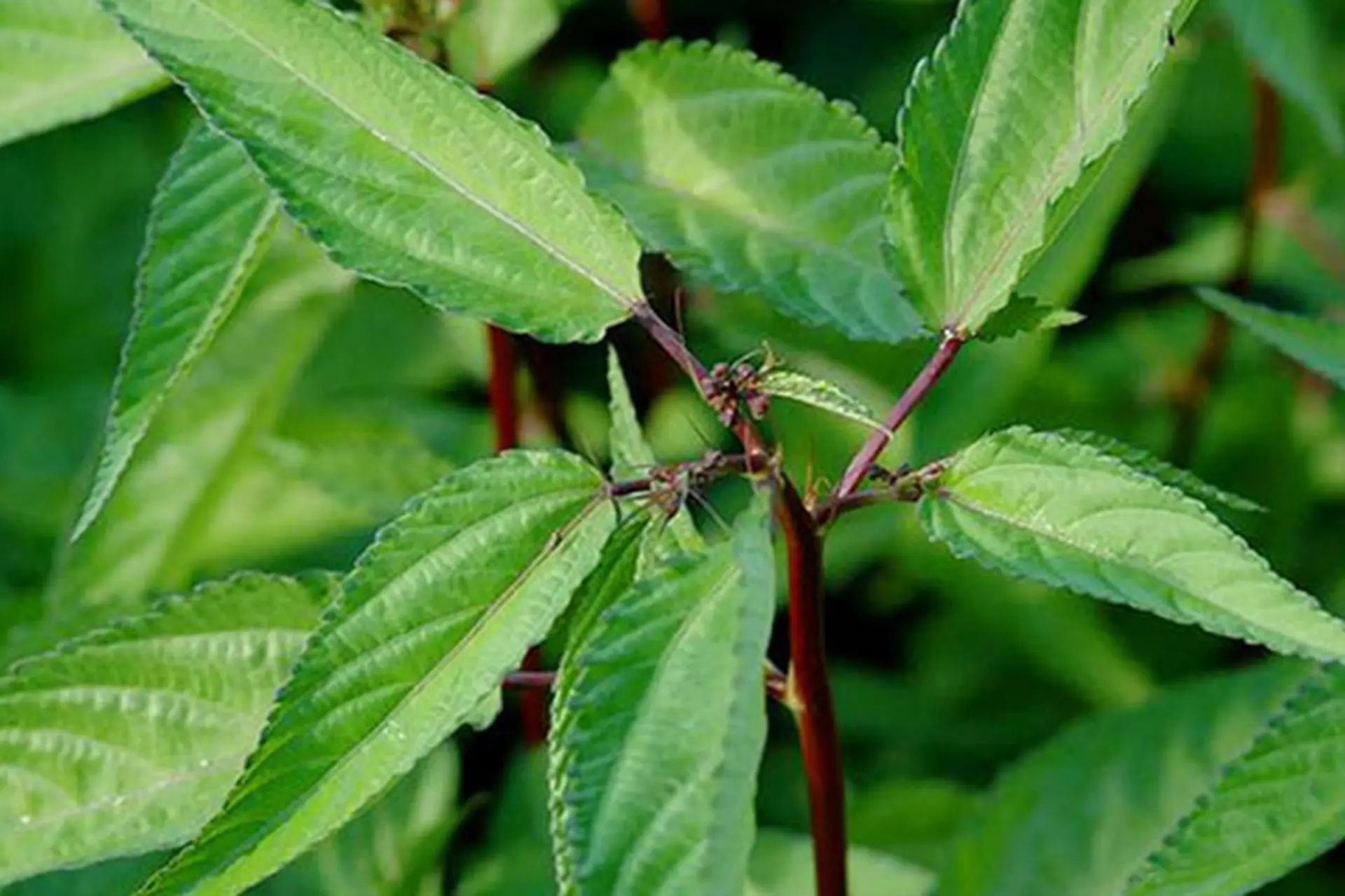 Việt Nam có loại rau nhiều sắt hơn thịt bò: Bổ tim, ngừa ung thư nhưng nhiều người chê không ăn