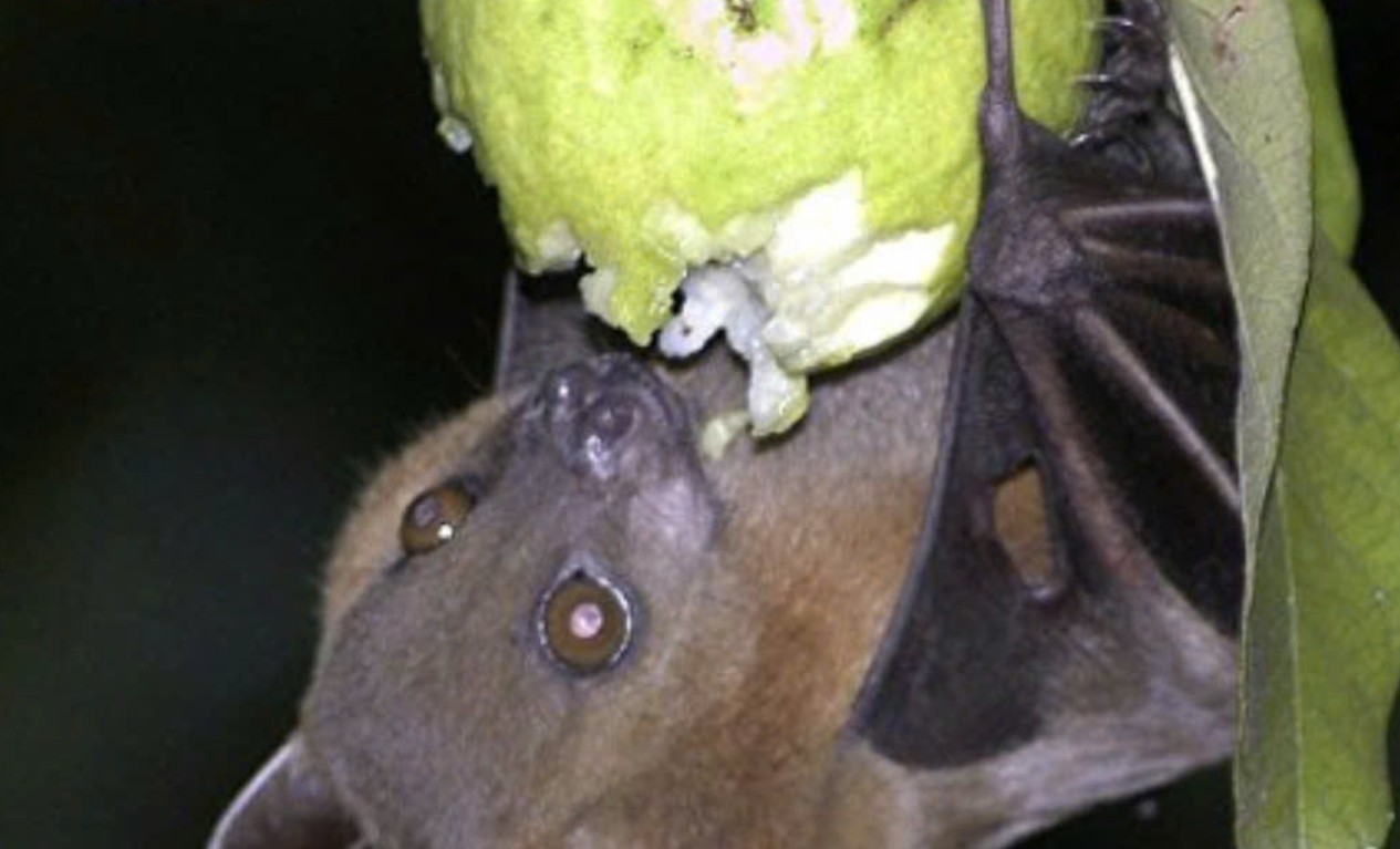 virus-nipah-co-that-su-dang-so-2504.html