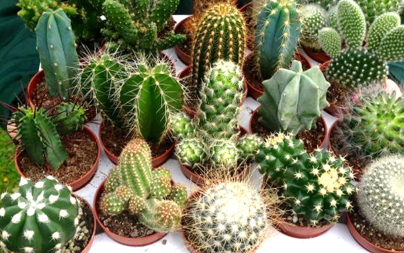 3 loại cây không nên trồng trong năm Bính Ngọ