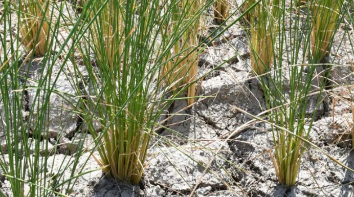 Gạo thơm Đài thơm 8 của Việt Nam được Philippines chọn làm chuẩn tham chiếu thuế 2026