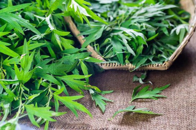 Tôi dùng ngải cứu làm bông nhồi gối trong 6 tháng, sau đó đi khám sức khỏe và bác sĩ đã rất ghen tị vì lý do này