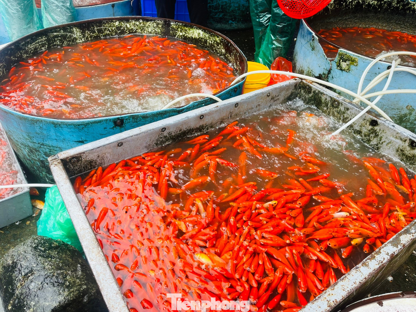 Cá chép tiễn ông Công ông Táo 2026: Giá giảm , chợ Yên Sở vắng tanh