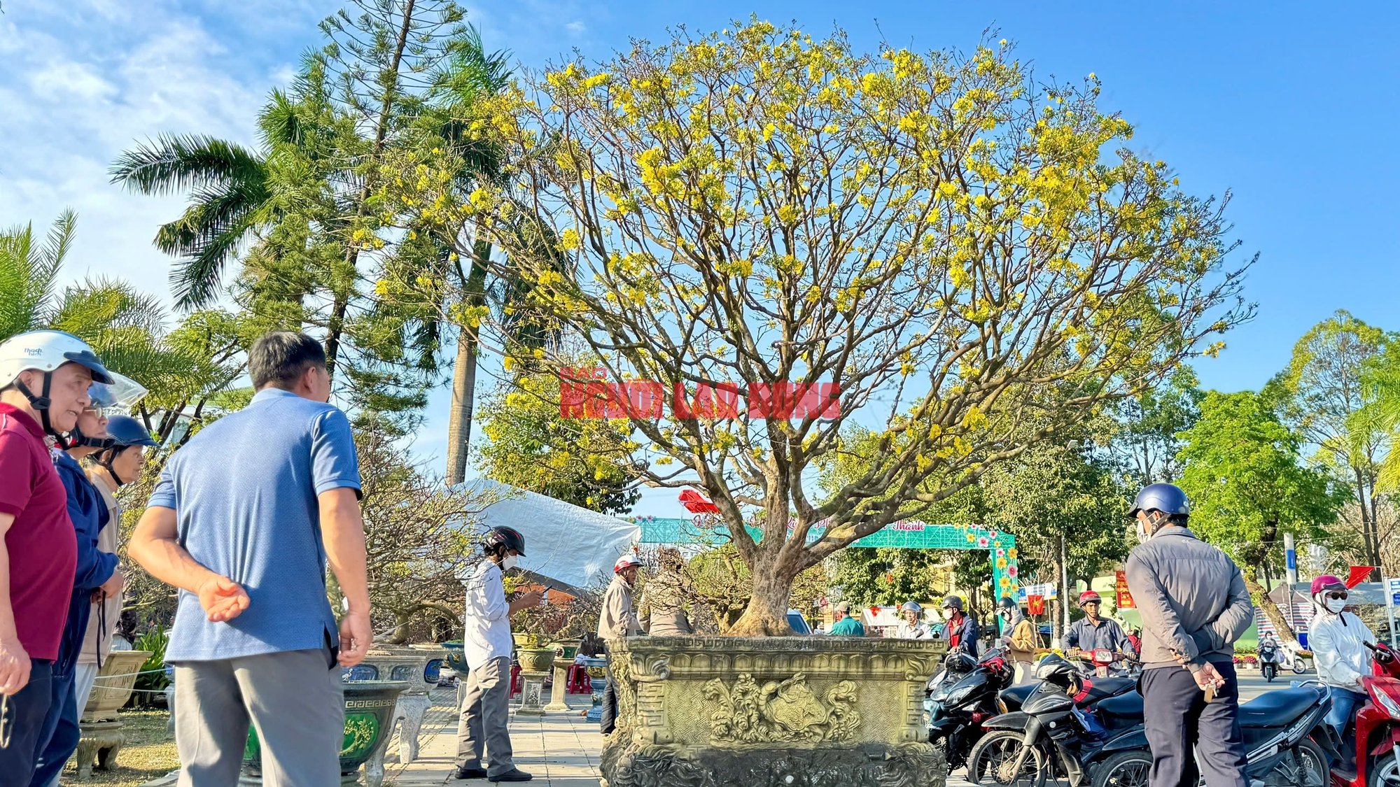 Cây mai hơn 60 năm tuổi được trả giá hơn 1 tỉ đồng nhưng chưa muốn bán