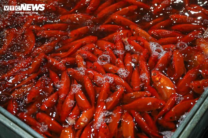 Giá cá chép tiễn ông Công ông Táo giảm, chợ lớn nhất Hà Nội vẫn vắng khách mua